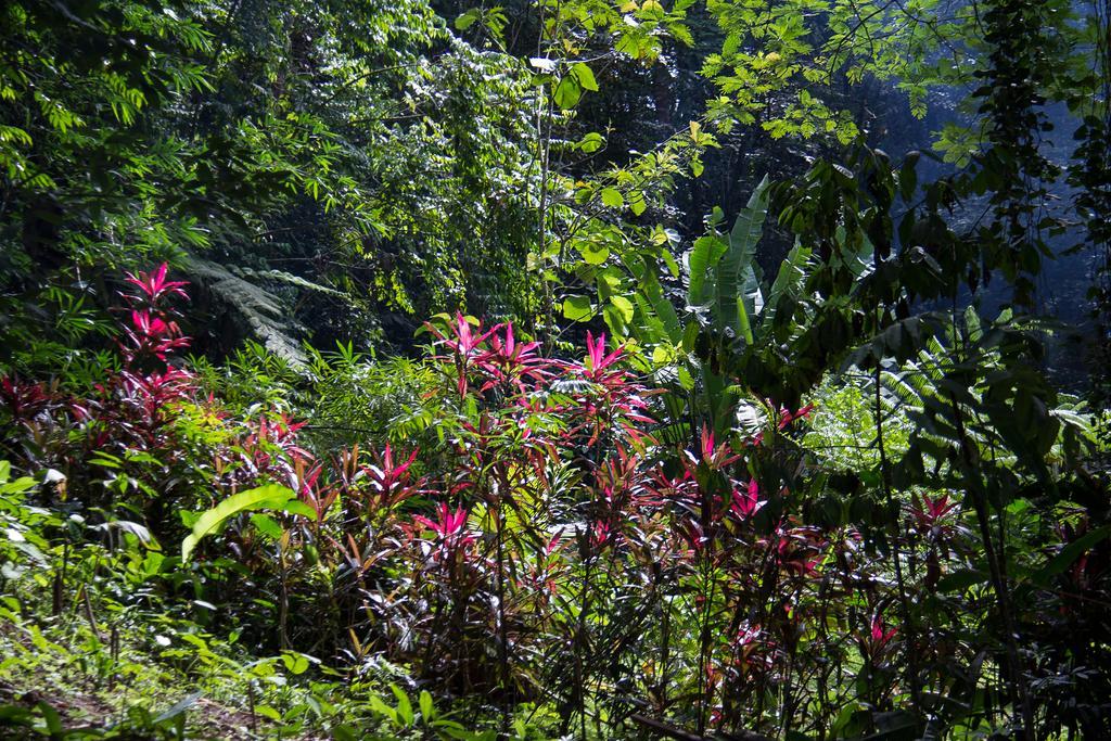 Se Ua Bed and Breakfast Manzanillo  Eksteriør billede